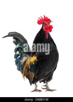 gallo nero - l'arancio canta isolato su sfondo bianco Foto Stock