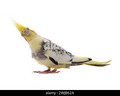 pappagallo coccodrillo stordito isolato su sfondo bianco Foto Stock