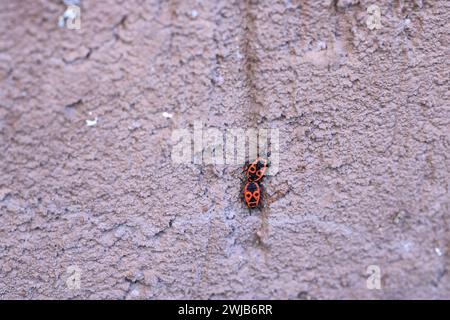 I coleotteri di fuoco in estate sulla pietra Foto Stock