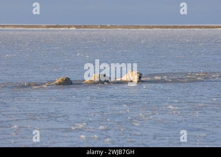 Orsi polari, Ursus maritimus, seminano cuccioli che nuotano in acqua nel nuovo pack di ghiaccio Beaufort Sea Arctic Ocean 1002 area della Anwr, Alaska Foto Stock