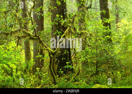 Antica foresta lungo Warm Springs Trail, Willamette National Forest, Oregon Foto Stock