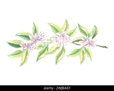 Ramo di arance con foglie verdi e fiori. Acquerello in fiore estivo di agrumi. Illustrazione botanica isolata disegnata a mano. Disegno modello Foto Stock