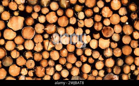 Mucchio di tronchi di legno tagliati. Trama astratta che può essere utilizzata come sfondo Foto Stock