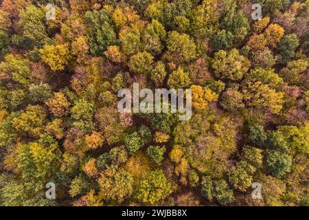 Alberi in autunno colori autunnali tree tops in autunno, antenna colpo di una foresta di alberi decidui, i colori della natura in autunno, Birds Eye View, l'Europa. Foto Stock