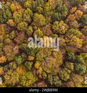 Alberi in autunno colori autunnali tree tops in autunno, antenna colpo di una foresta di alberi decidui, i colori della natura in autunno, Birds Eye View, l'Europa. Foto Stock