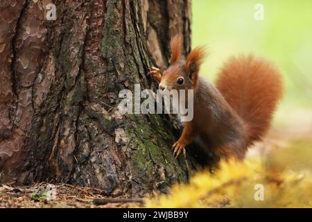 Lo scoiattolo rosso (Sciurur vulgaris) che sale sulla corteccia del tronco degli alberi nella foresta autunnale. Foto con bei colori blu sullo sfondo. Foto Stock