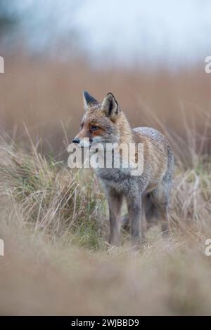 Red Fox ( Vulpes vulpes ) animale adulto, in piedi in erba alta, aspettando, guardando attentamente, maltempo, in una giornata di pioggia, fauna selvatica, Europa. Foto Stock