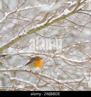 Robin Redbreast ( erithacus rubecula ) in inverno duro, molta neve, arroccato in cespugli innevati, uccellino, fauna selvatica, Europa. Foto Stock