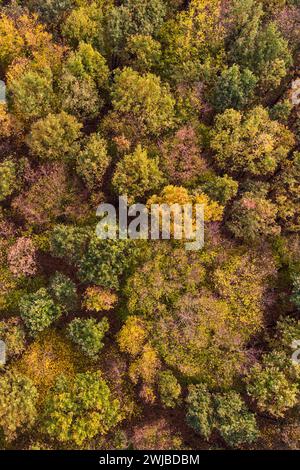 Bäume im Herbst, herbstlich gefärbte Baumkronen, leuchtende Herbstfarben, Farbpalette Luftaufnahme, Luftbild eines Waldes, Herbstwald, Laubbäume, Naturfarben im Herbst, Vogelperspektive, Europa. *** Alberi in autunno, cime di alberi colorate autunnali in autunno, ripresa aerea di una foresta, alberi decidui, colori della natura in autunno, vista a volo d'uccello, Europa. Nordrhein-Westfalen Deutschland, Westeuropa Foto Stock