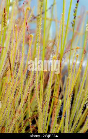 Drosera o girasole in fiore (Drosera capensis Red) Foto Stock