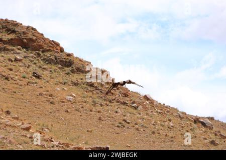 I cacciatori di aquile del Kirghizistan dimostrano la caccia all'aquila Foto Stock