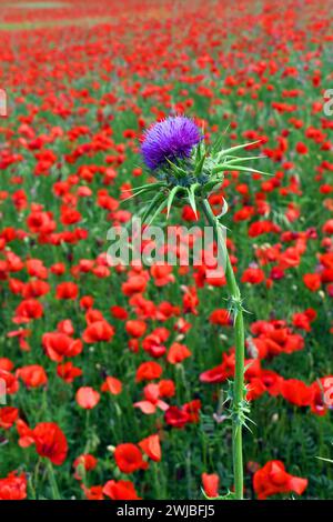 Fiore di cardo mariano (Silybum marianum), una nota pianta medicinale. Foto Stock