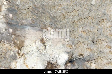 radice tropicale con torsioni e fantastici chicchi di legno Foto Stock