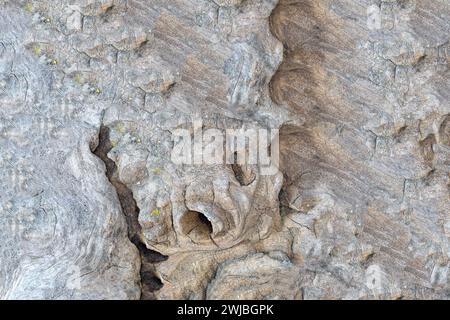 radice tropicale con torsioni e fantastici chicchi di legno Foto Stock