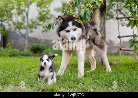 Alaskan Malamute e Puppy in Garden Foto Stock