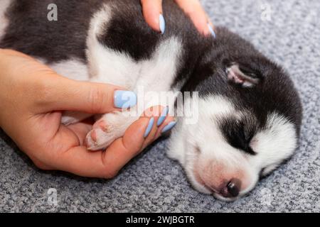 Cucciolo che dorme tranquillamente su una coperta morbida Foto Stock