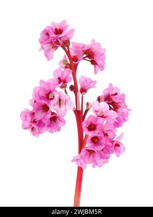 Bergenia in pelle in fiore isolata su sfondo bianco, Bergenia crassifolia Foto Stock