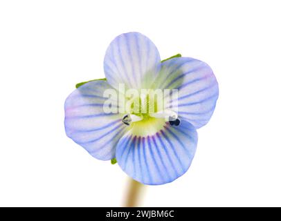 Fiore persiano speedwell isolato su sfondo bianco, Veronica persica Foto Stock