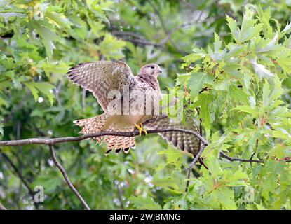 Gheppio comune, gheppio europeo, Turmfalke, Faucon crécerelle, Falco tinnunculus, vörös vércse, Ungheria, Magyarország, Europa Foto Stock