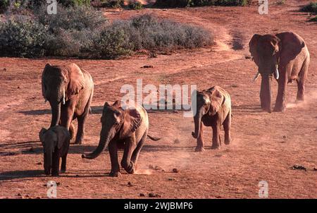 Elefanti africani gruppo della famiglia Loxodonta che si dirige verso un pozzo d'acqua in serata in Sudafrica Foto Stock