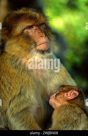 Barbary macaque Macaca sylvanus femmina che succhia un giovane Foto Stock