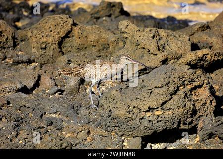 Comune Curlew tra le rocce. Curlew eurasiatica (numenius arquata) Fuerteventura presa nel novembre 2023 Foto Stock
