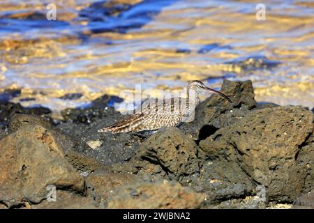 Comune Curlew tra le rocce. Curlew eurasiatica (numenius arquata) Fuerteventura presa nel novembre 2023 Foto Stock