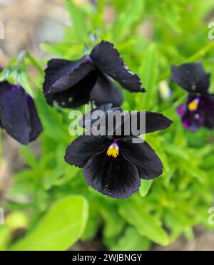 I fiori scuri di una pansia nera di Bowles (Viola cornuta) Foto Stock