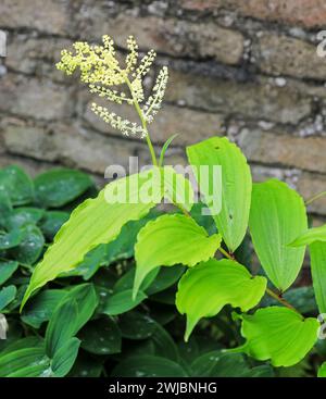 I fiori bianchi del Maianthemum racemosum, il mirtillo, il falso giglio piumato della valle, il falso sigillo di Salomone, il pennacchio di Salomone o il falso spiken Foto Stock