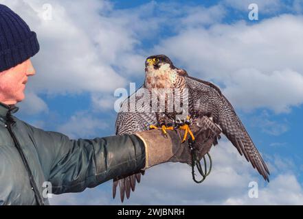 Falconer con un falco pellegrino sulla mano con i guanti Foto Stock