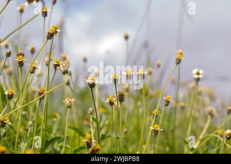 Un'ape di miele su margherita messicana (Tridax procumbens L.), piccoli fiori gialli nel prato, focalizzazione selezionata. Foto Stock
