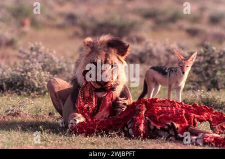 Leone Panthera leo su un'uccisione zebra guardato da uno sciacallo nero Etosha Namibia Foto Stock