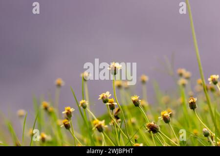 Margherita messicana (Tridax procumbens L.), piccoli fiori gialli nel prato, punto focale selezionato. Foto Stock