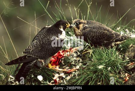 Falco Peregrine Falco peregrinus falco maschio che dà da mangiare a un giovane Foto Stock