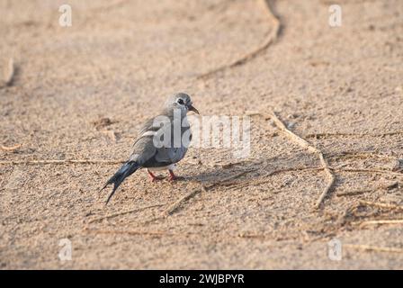Namaqua dove (Oena capensis), femmina adulta Foto Stock