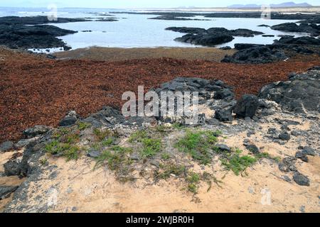 Costa atlantica vulcanica con piscine rocciose e spessi tappeti di alghe bagnati su una spiaggia, Fuerteventura. Possibilmente sargassum o sargassum miscelato. Foto Stock