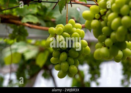 Primo piano di uva verde, Vitis vinifera, appesa al suo ramo d'albero. Uva appesa. Foto Stock