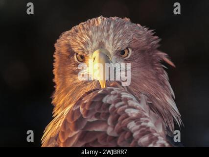 Aquila dalla coda bianca Haliaeetus albicilla un ritratto dell'aquila di pesce Foto Stock