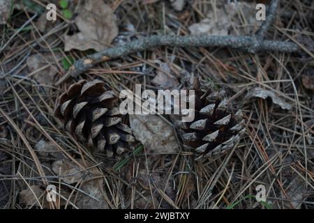 Cono, pino, pino nero, pino nero giapponese, pino giapponese (Pinus thunbergii). Foto Stock