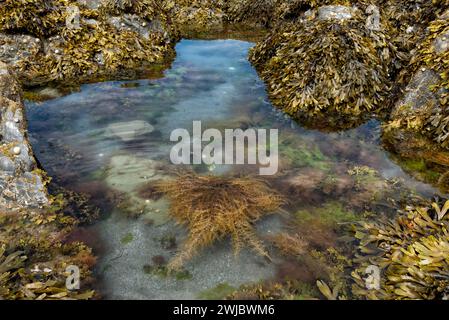 Piscina rocciosa con diverse specie di alghe a Devon, Regno Unito Foto Stock