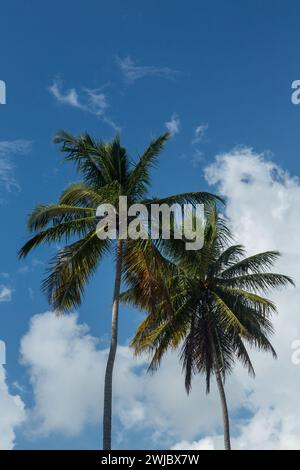 Palme da cocco sulla spiaggia di Rincon, sulla costa settentrionale della penisola di Samana, nella Repubblica Dominicana. Foto Stock