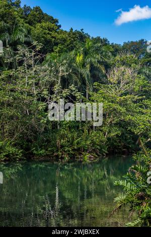 Piccolo lago nella foresta pluviale della Repubblica Dominicana. Foto Stock