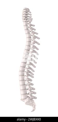 Colonna vertebrale umana con dischi e vertebre, dettaglio anatomico ortopedico. rendering 3d. isolato su bianco Foto Stock