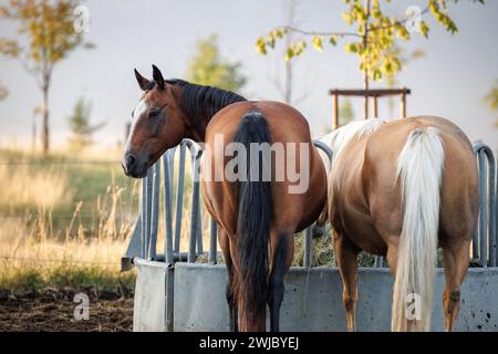 Cavalli che alimentano il fieno dalla cremagliera di alimentazione degli animali. Palomino e cavallo purosangue Foto Stock