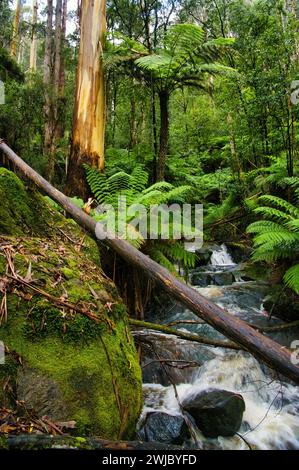 Torrente di montagna a cascata in una fitta foresta pluviale con felci e cenere di montagna (eucaliptus regnans). Yarra Ranges, Gippsland, Victoria, Australia Foto Stock