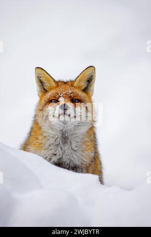 Volpe rossa (Vulpes vulpes) primo piano sulla neve in inverno Foto Stock