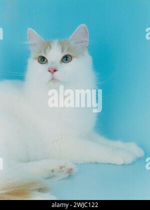 Van Cream turco Foto Stock