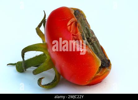 Frutta di pomodoro influenzata da frutta annerita End - a causa della fioritura end rot, che segnala una carenza di calcio. Foto Stock