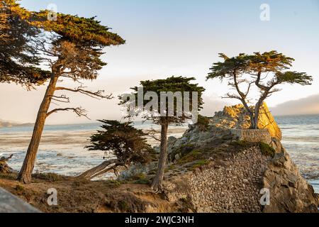 Pebble Beach, USA - 26 luglio 2008: Verso la costa di Pebble Beach e Lone Cypress Tree iat 17 Mile Drive, Pebble Beach Foto Stock