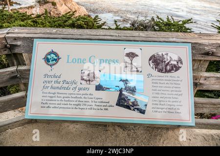 Pebble Beach, USA - 26 luglio 2008: Il cipresso solitario ha circa 250 anni ed è uno dei punti di riferimento più caratteristici della California. Foto Stock